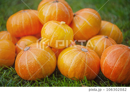 Lots of ripe pumpkins. Harvesting orange pumpkins on green grass. Lots of ripe pumpkins. Harvesting orange pumpkins on green grass. 106302082