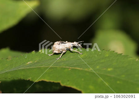 ヒメシロコブゾウムシ ヒメシロコブゾウムシ 106302091