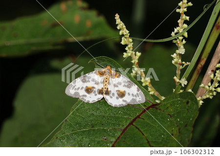 ヒメマダラエダシャク ヒメマダラエダシャク 106302312