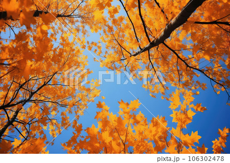 Trees in autumn park from below, yellow tops of trees, blue sky background Trees in autumn park from below, yellow tops of trees, blue sky background 106302478