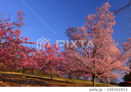 長野県大町市大町山田町 桜の名所市民の森の夕陽を受ける満開のコヒガンザクラ 長野県大町市大町山田町 桜の名所市民の森の夕陽を受ける満開のコヒガンザクラ 106302652