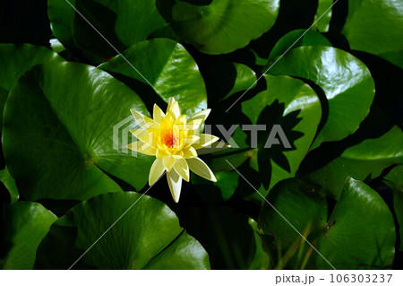 真夏の濠に浮かぶ1輪のスイレン 106303237