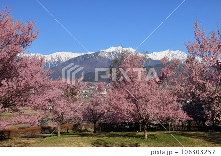 長野県大町市大町山田町　桜の名所市民の森の満開のコヒガンザクラと背後にそびえる残雪の北アルプス 106303257