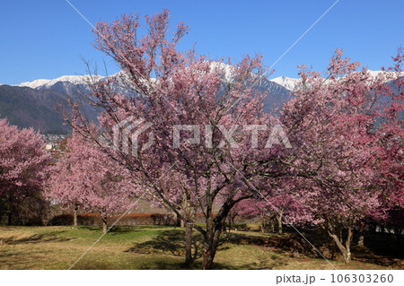長野県大町市大町山田町　桜の名所市民の森の満開のコヒガンザクラと背後にそびえる残雪の北アルプス 106303260
