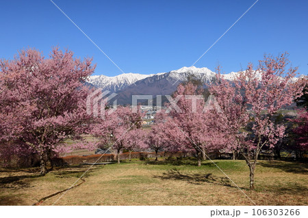 長野県大町市大町山田町　桜の名所市民の森の満開のコヒガンザクラと背後にそびえる残雪の北アルプス 106303266