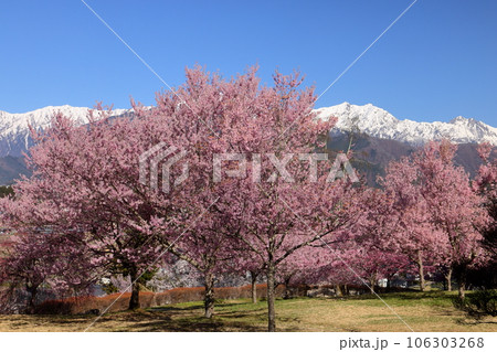 長野県大町市大町山田町　桜の名所市民の森の満開のコヒガンザクラと背後にそびえる残雪の北アルプス 106303268