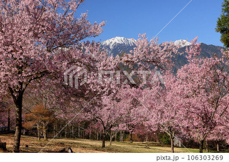 長野県大町市大町山田町　桜の名所市民の森の満開のコヒガンザクラと背後にそびえる残雪の北アルプス 106303269