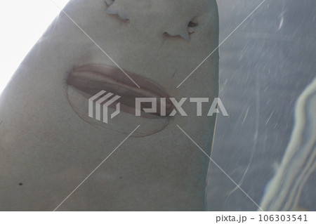 ノコギリザメの口内のアップ 裏側 ノコギリザメの口内のアップ 裏側 106303541