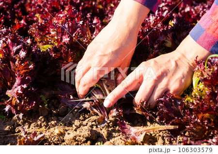 Female hands cutting red lettuce with knife on vegetable patch Female hands cutting red lettuce with knife on vegetable patch 106303579