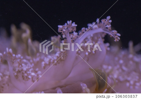 サカサクラゲの職種 106303837