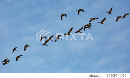 Flock of cranes flying in sky 106304193