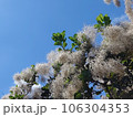 青空とスモークツリー 106304353