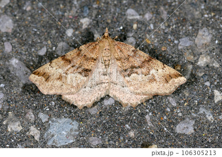 ミスジツマキリエダシャク（北海道・知床） 106305213