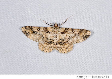 ヤクシマフトスジエダシャク(沖縄県・石垣島) ヤクシマフトスジエダシャク(沖縄県・石垣島) 106305214