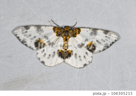 ユウマダラエダシャク（北海道・層雲峡） 106305215