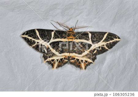 アミメオオエダシャク（北海道・鶴居村） 106305236