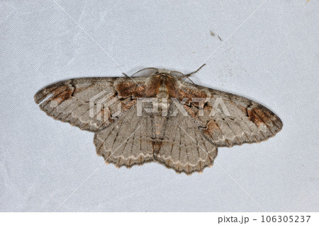 ウスイロオオエダシャク（岡山県・新見市） 106305237