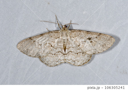 ウスバミスジエダシャク（北海道・層雲峡） 106305241