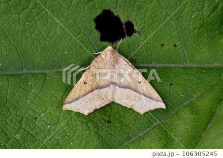 キイロエグリヅマエダシャク（北海道・層雲峡） 106305245