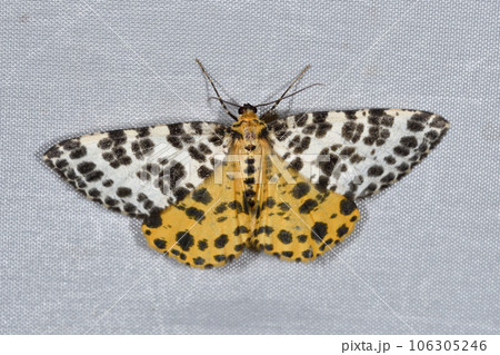 キシタエダシャク（北海道・層雲峡） 106305246