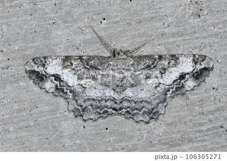 シロシタオビエダシャク(北海道・層雲峡) シロシタオビエダシャク(北海道・層雲峡) 106305271