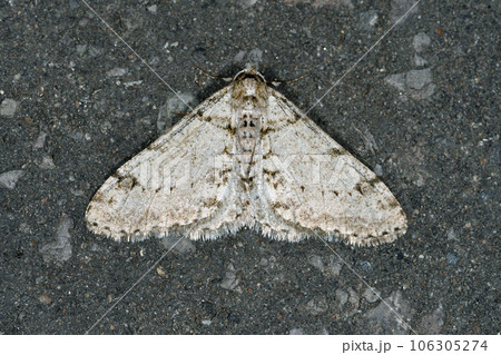 シロトゲエダシャク（北海道・知床） 106305274