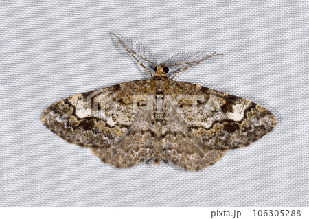 ヒメナカウスエダシャク（北海道・鹿追町） 106305288