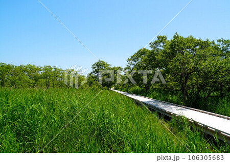 快晴の釧路湿原　温根内木道　 106305683