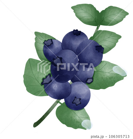 bunch of fresh blueberry 106305713