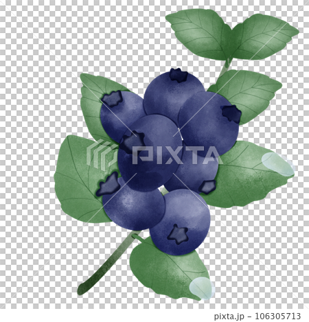 bunch of fresh blueberry 106305713