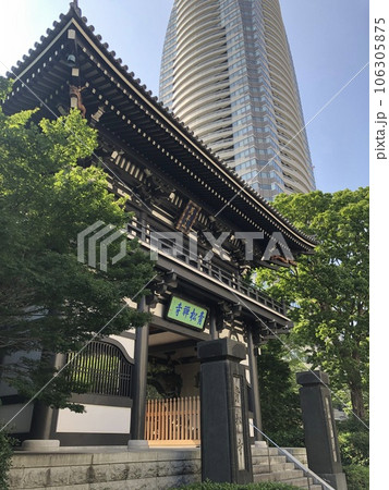 《東京都》新緑に包まれた青松寺の本堂 106305875