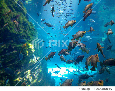 水族館　水槽の中を中を気持ちよさそうに泳ぐ魚たち 106306045