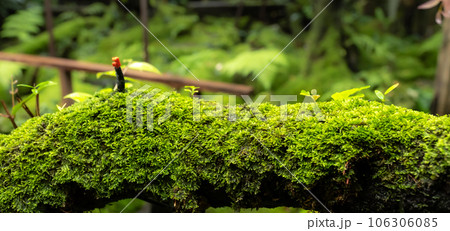 Moss and fern style plants proliferate grow cover stump the forest floor in the garden 106306085