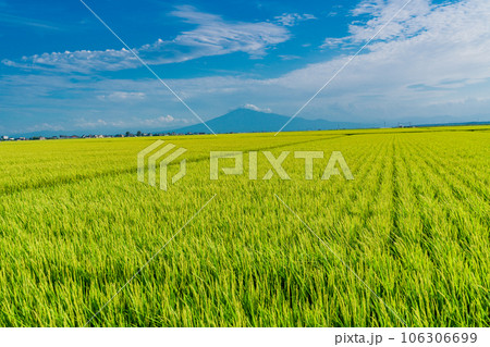 （青森県）実った稲の向こうに富士山みたいな岩木山 106306699