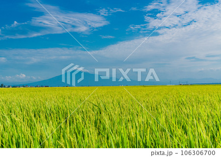 （青森県）実った稲の向こうに富士山みたいな岩木山 106306700