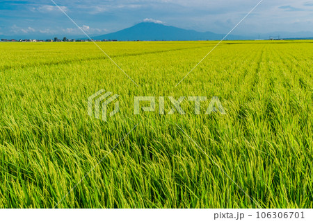 （青森県）実った稲の向こうに富士山みたいな岩木山 106306701