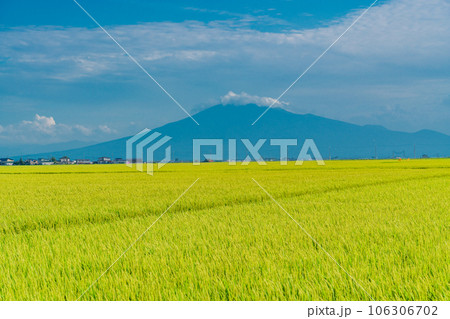 （青森県）実った稲の向こうに富士山みたいな岩木山 106306702