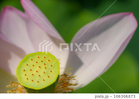 ハスの花 106306873