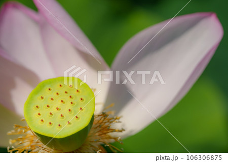 ハスの花 ハスの花 106306875