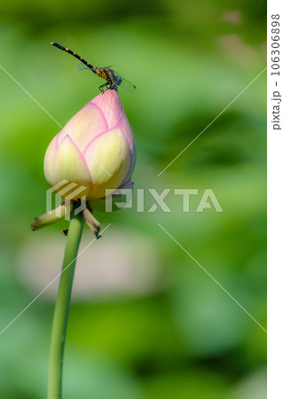 ハスのつぼみにとまるコオニヤンマ 106306898