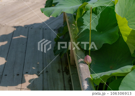 蓮田の木道 106306913