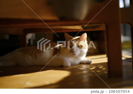 椅子の下の猫 猫 ペット 古民家 民宿 動物 椅子の下の猫 猫 ペット 古民家 民宿 動物 106307054