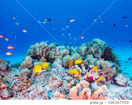 素晴らしいサンゴ礁と多彩な熱帯魚の群れ(沖縄県島尻郡慶良間諸島座間味島嘉比島) 素晴らしいサンゴ礁と多彩な熱帯魚の群れ(沖縄県島尻郡慶良間諸島座間味島嘉比島) 106307559