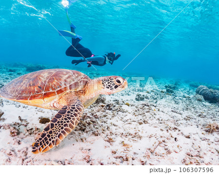 素晴らしいサンゴ礁と可愛いアオウミガメとダイバー（沖縄県島尻郡慶良間諸島座間味島阿真ビーチ） 106307596