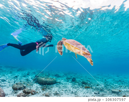 素晴らしいサンゴ礁と可愛いアオウミガメとダイバー（沖縄県島尻郡慶良間諸島座間味島阿真ビーチ） 106307597
