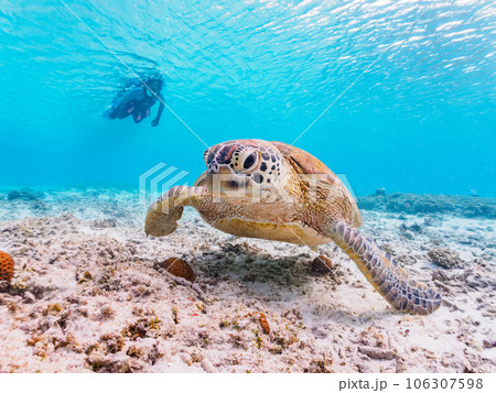 素晴らしいサンゴ礁と可愛いアオウミガメとダイバー（沖縄県島尻郡慶良間諸島座間味島阿真ビーチ） 106307598