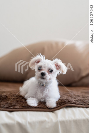 ベッドに上に座るマルプーのクローズアップ ベッドに上に座るマルプーのクローズアップ 106307642