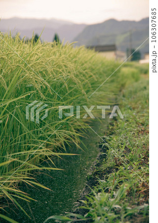 田んぼ風景 scenery of rice paddies 田んぼ風景 scenery of rice paddies 106307685