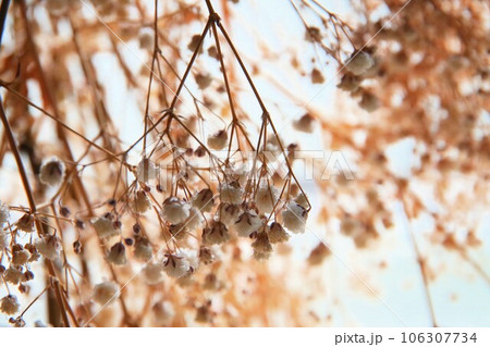 ドライフラワー ドライフラワー 106307734