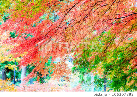 グラデーションが美しい色付く紅葉の葉 グラデーションが美しい色付く紅葉の葉 106307895